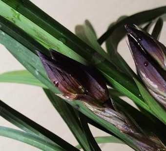 兰花乌黑花苞开什么花 春兰黑花苞开什么花