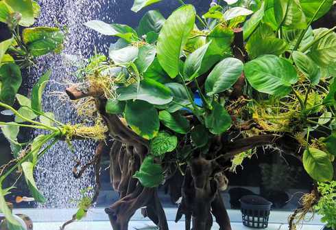 为什么绿植泡水里变黄 绿植突然变黄是什么原因