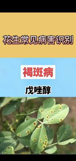 紫薇花生虫害怎么治理 紫薇花的常见虫害及防治方法