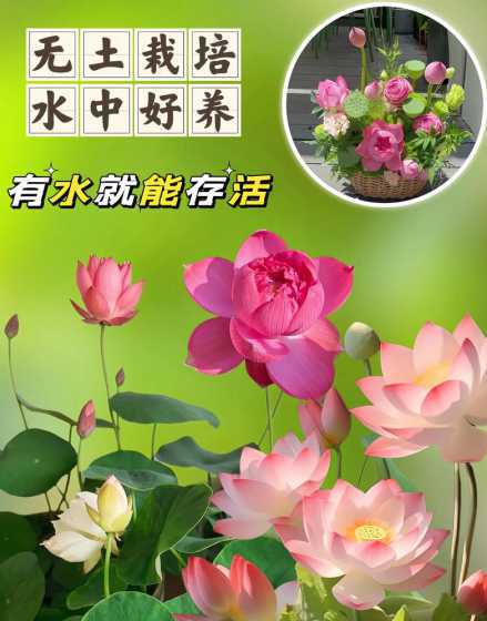 碗莲要怎么样才会开花 碗莲怎么种才会开花