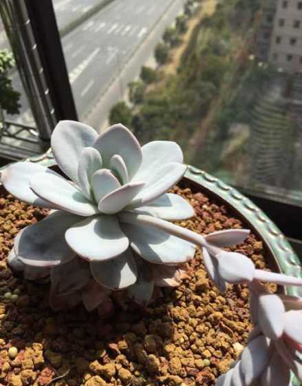 雪莲多肉为什么长不大 多肉植物雪莲能长多大