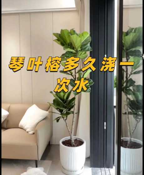 修正叶子什么时候浇水 新栽的茶花需要怎么样浇水
