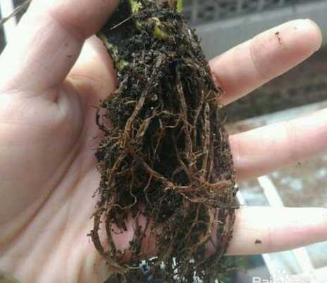 为什么没浇水也会烂根 水植植物烂根的原因