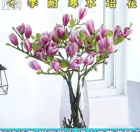 花插水里怎么养怎么剪 玫瑰花放在水里怎么养玫瑰花插水里怎么养