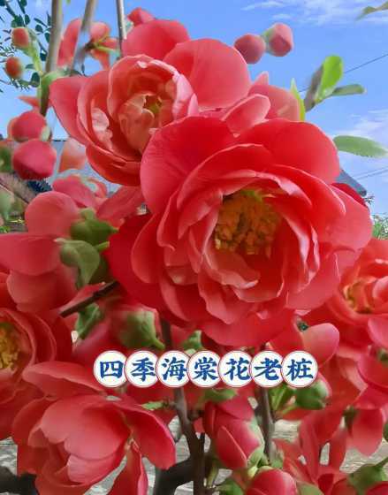 为什么四季海棠开花花 四季海棠为什么会掉花