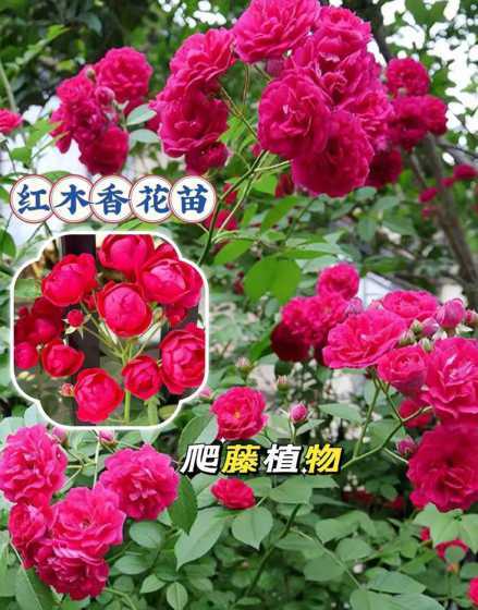 红木香花什么季节栽好 红木香花移栽怎么护理
