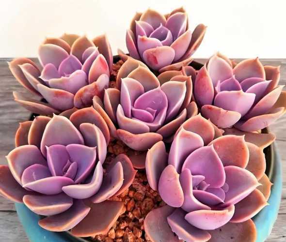 多肉植物紫珍珠怎么养 多肉紫珍珠的养殖方法 多肉紫珍珠怎么养殖
