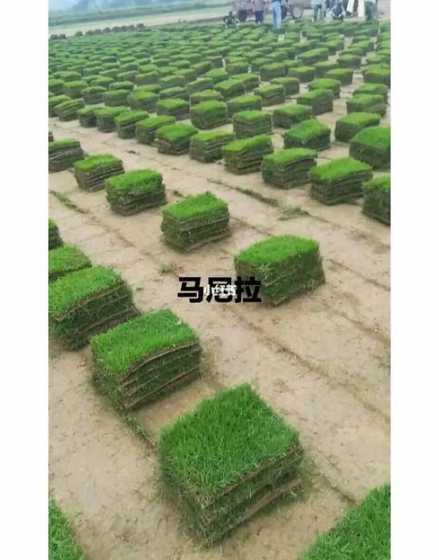 马尼拉和百慕大哪个好 马尼拉草皮和百慕大草皮哪个更好