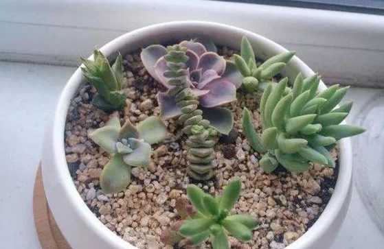 什么花适合在沙子生长 有哪些植物可以种在沙子里的呢