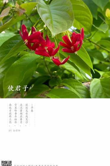 使君子开花为什么向下 使君子怎样才能开花 使君子为什么不开花
