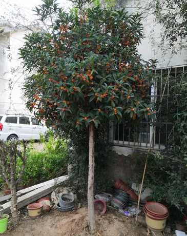 室外什么时候嫁接桂花 桂花什么时候嫁接最好