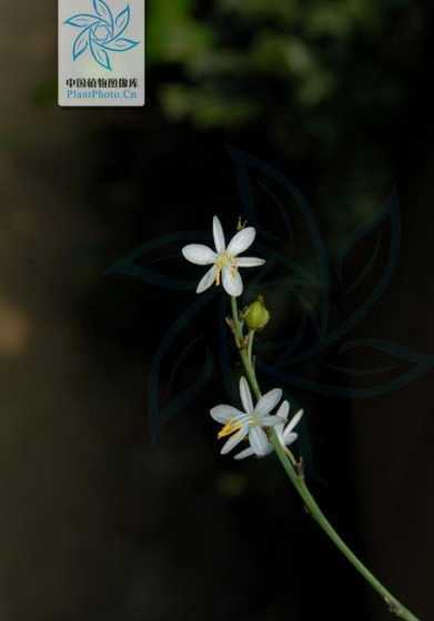 吊蓝花在古代象征什么 蓝花丹的花语