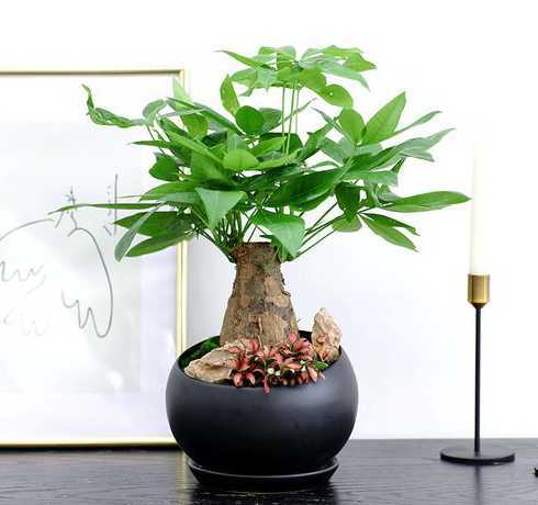 办公桌上适合种植什么 办公室放什么植物风水好