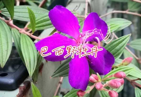 巴西野牡丹有什么作用 巴西野牡丹的养殖方法和注意事项