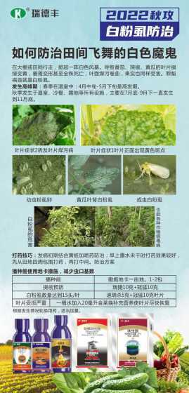 怎么消灭花上的白粉虱 花上的白粉虱怎么治