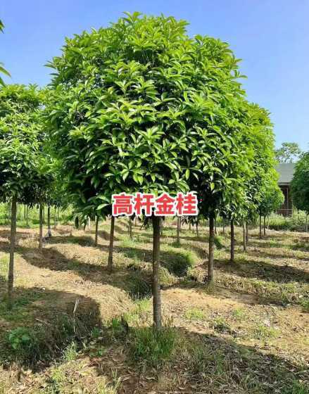 8公分金桂多少钱一棵 金桂树多少钱一棵2024年金桂树价格最新行情预测