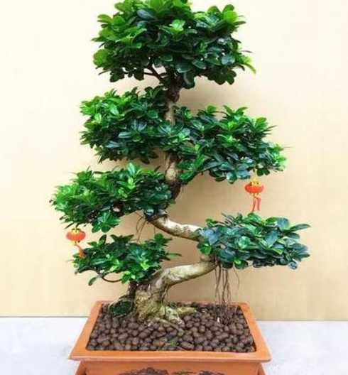 榕树浇什么水长得最旺 榕树浇水过多怎么办