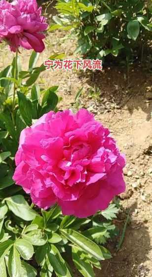 我国的根本花是什么花 中国的国花是什么花