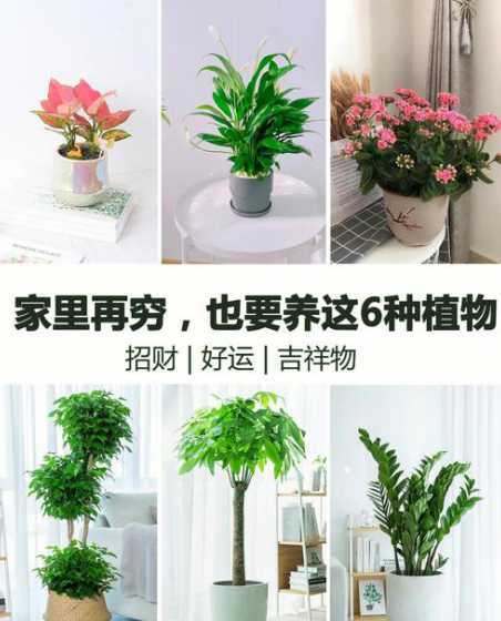 什么植物放屋里时间长 什么植物放室内最好养