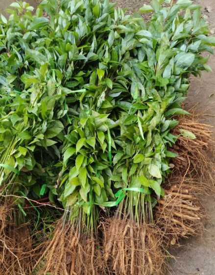1亩地种植多少樟木苗 沃柑一亩种植多少株