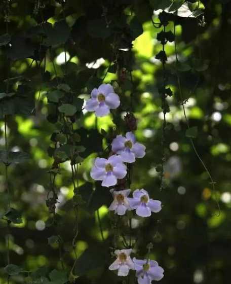 春天适合养什么藤蔓花 现在阳台种什么藤蔓植物遮阳好