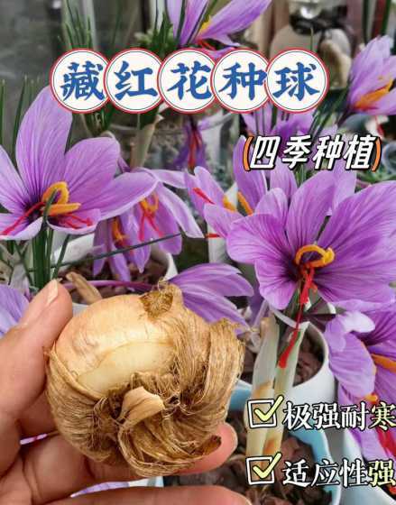 藏红花种球用来做什么 藏红花的种球保存方法与种植时间