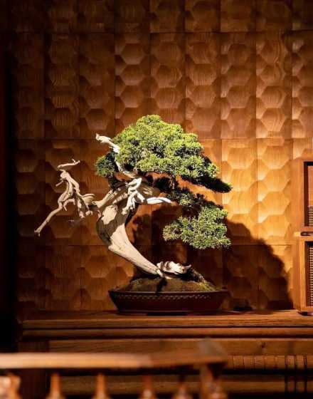 盆景的审美取向是什么 盆景如何修剪