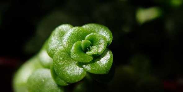 为什么绿色植物呈绿色 为什么植物叶片呈绿色