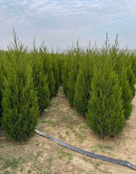 1米5高的塔柏多少钱 一棵杨树植多少钱