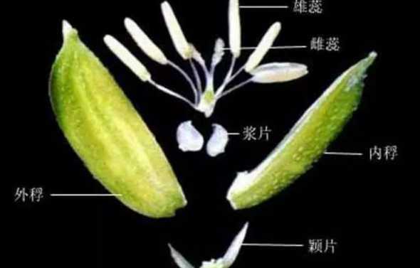 水稻小麦是什么花传粉 植物授粉的方式有什么