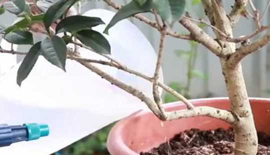 为什么新花换盆要浇透 芦荟换盆后,要浇透水吗