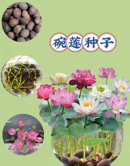 碗莲的生长环境是什么 碗莲喜欢生长在阳光什么、什么水的环境中