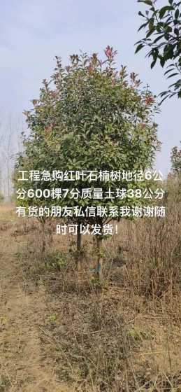 6公分石楠多少钱一棵 紫叶李多少钱一棵