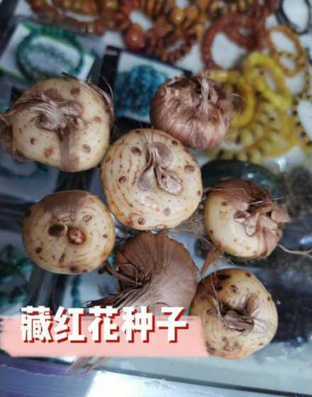家里用什么种子种花好 家里种什么植物风水好又旺财,院子里种什么植物风水好