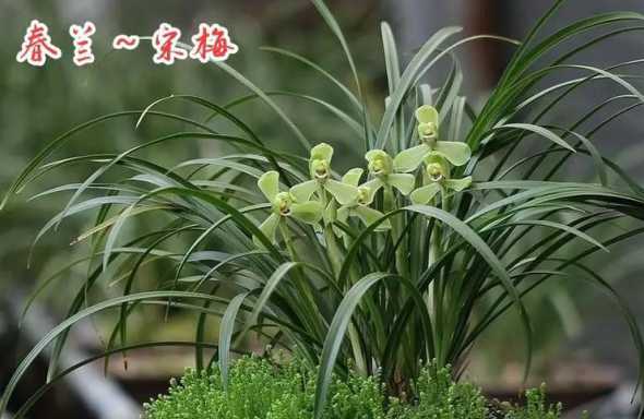兰花宋梅用什么土壤 兰花宋梅分辨方法