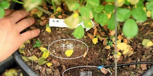 刚入手的月季怎么浇水 刚移栽的月季怎么浇水