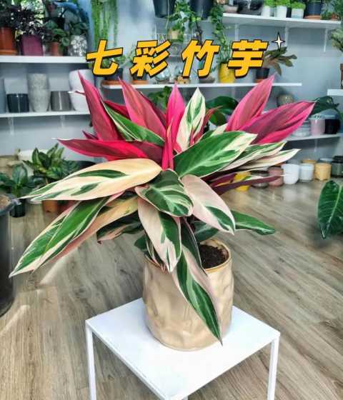 彩虹竹芋什么时候开花 彩虹竹芋开花了吗它看起来像什么