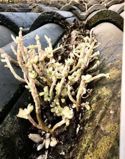 多肉入秋后为什么不长 我种植的生石花为什么不长