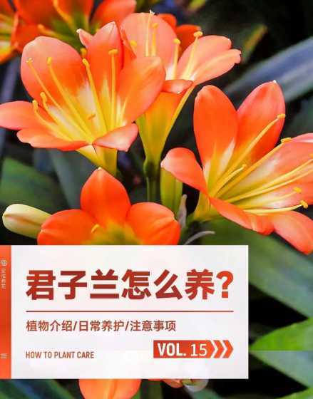 君子兰怎么养才能旺盛 君子兰怎么养才能旺盛,君子长得花美叶茂的5种方法