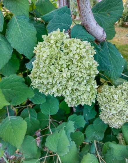 院里没有阳光种什么花 家里没阳光,就养5种花,姿态优美,没有阳光也能长好,是真的吗