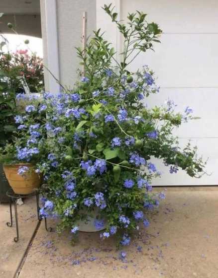 室外的蓝雪花怎么越冬 蓝雪花怎么过冬天