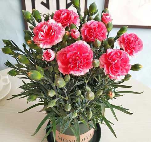 康乃馨花束怎么种盆栽 请问康乃馨花束 移栽的问题!急求!