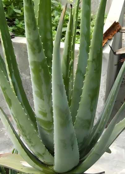 芦荟是属于什么类植物 芦荟是什么类的植物