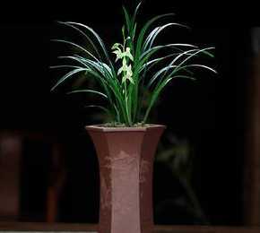 种植兰花盆底放什么好 种植兰花需要注意些什么