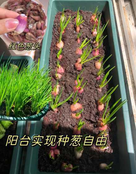 阳台种葱为什么不长粗 阳台种葱为什么长不大 阳台种葱长不大的原因
