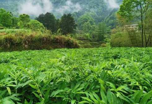 玉竹适宜什么地方种植 玉竹适合在哪里种植