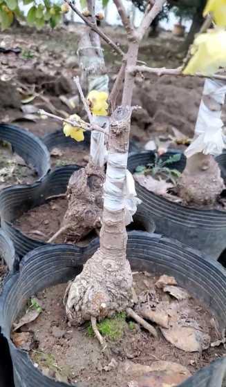 腊梅苗嫁接后多久开花 不嫁接的腊梅开花吗
