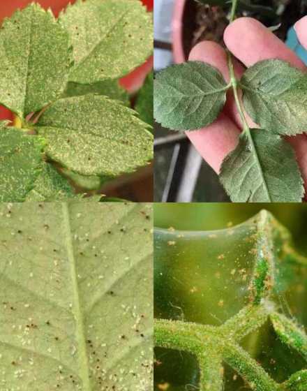 月季花生红蜘蛛怎么办 月季花生虫子结网怎么办-处理办法