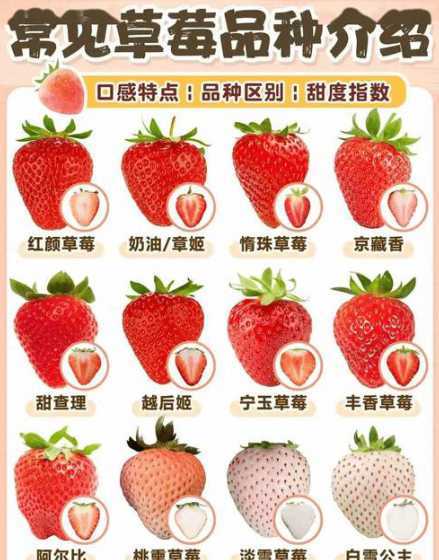 草莓什么季节种最适合 草莓什么季节种植
