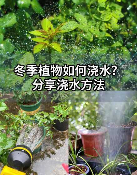 冬天如何给所有花草浇水 冬天如何养护花草